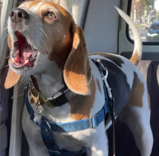 Illustration de l'article : 16 photos de chiens qui ont bien l'intention de capter votre attention en donnant de la voix