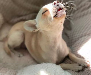 Illustration de l'article : 16 photos de chiens qui ont bien l'intention de capter votre attention en donnant de la voix