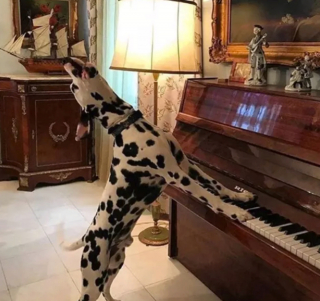 Illustration de l'article : 16 photos de chiens qui ont bien l'intention de capter votre attention en donnant de la voix