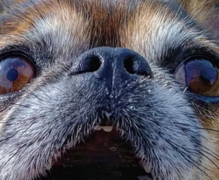 Illustration de l'article : 16 photos de chiens qui ont bien l'intention de capter votre attention en donnant de la voix