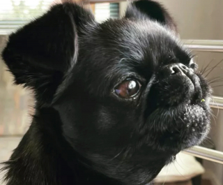 Illustration de l'article : 16 photos de chiens qui ont bien l'intention de capter votre attention en donnant de la voix