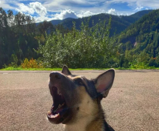 Illustration de l'article : 16 photos de chiens qui ont bien l'intention de capter votre attention en donnant de la voix