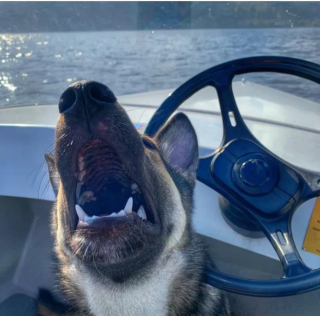 Illustration de l'article : 16 photos de chiens qui ont bien l'intention de capter votre attention en donnant de la voix