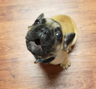 Illustration de l'article : 16 photos de chiens qui ont bien l'intention de capter votre attention en donnant de la voix