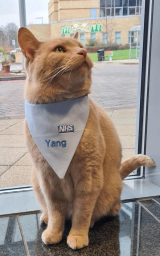 Illustration de l'article : Un chat de soutien émotionnel reçoit un prix pour avoir aidé de nombreux patients pendant 5 ans dans un hôpital