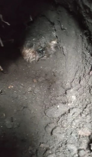 Illustration de l'article : L'intervention héroïque d'une ancienne policière pour sauver un chien pris au piège dans un terrier