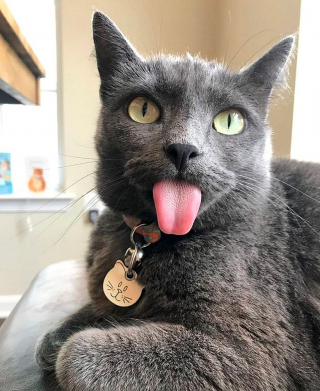 Illustration de l'article : Malgré sa particularité, ce chat à la langue toujours pendante fait le bonheur de ses propriétaires 
