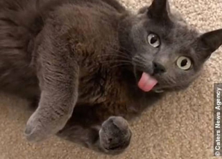 Illustration de l'article : Malgré sa particularité, ce chat à la langue toujours pendante fait le bonheur de ses propriétaires 