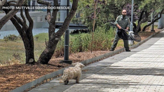 Illustration de l'article : Une chienne errant sur les voies ferrées échappe aux sauveteurs pendant près de 5 heures angoissantes