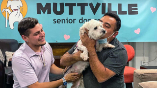 Illustration de l'article : Une chienne errant sur les voies ferrées échappe aux sauveteurs pendant près de 5 heures angoissantes