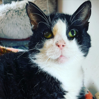 Illustration de l'article : Une femme découvre un vieux chat mal en point dans un parking et change sa vie pour toujours