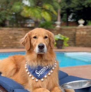 Illustration de l'article : Ce chien fait une drôle de tête quand il croque dans une pomme pour la première fois de sa vie