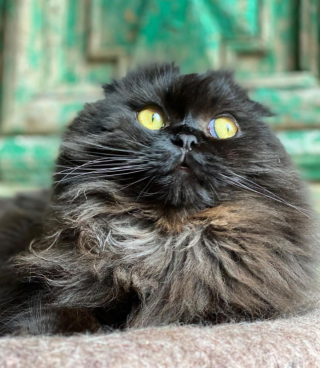 Illustration de l'article : Le chat Seamus devient le nouveau roi de la pop en parodiant une vidéo de Michael Jackson