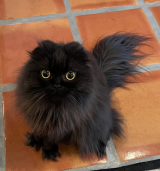 Illustration de l'article : Le chat Seamus devient le nouveau roi de la pop en parodiant une vidéo de Michael Jackson