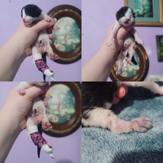 Illustration de l'article : Le parcours émouvant de Buttercup et Bubbles, deux chatons amputés retrouvant joie de vivre