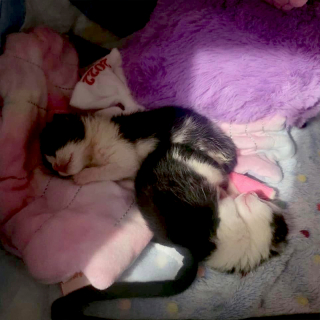 Illustration de l'article : Le parcours émouvant de Buttercup et Bubbles, deux chatons amputés retrouvant joie de vivre