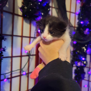 Illustration de l'article : Le parcours émouvant de Buttercup et Bubbles, deux chatons amputés retrouvant joie de vivre