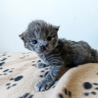 Illustration de l'article : Bonsa&iuml;, le chaton malade qui a conquis les c&oelig;urs avec sa volont&eacute; de vivre