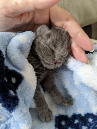 Illustration de l'article : Bonsa&iuml;, le chaton malade qui a conquis les c&oelig;urs avec sa volont&eacute; de vivre