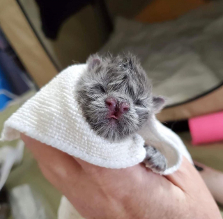 Illustration de l'article : Bonsa&iuml;, le chaton malade qui a conquis les c&oelig;urs avec sa volont&eacute; de vivre