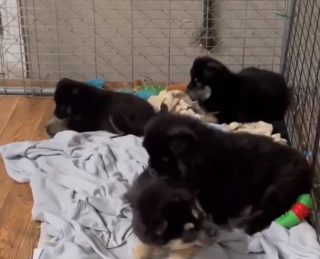 Illustration de l'article : La situation de chiots abandonnés dans un dépotoir enneigé semblait désespérée jusqu'à l'arrivée d'une association