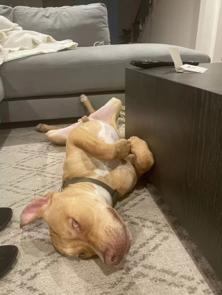 Illustration de l'article : La vie sourit à nouveau à Ronnie, chien de refuge à la bonne humeur communicative