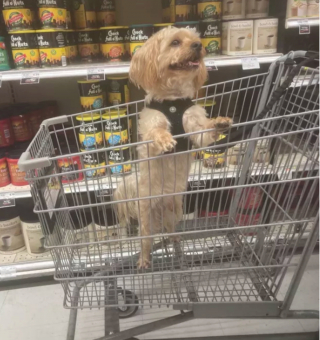 Illustration de l'article : 17 chiens faisant les courses avec leurs humains, ou quand le bonheur est dans le caddie