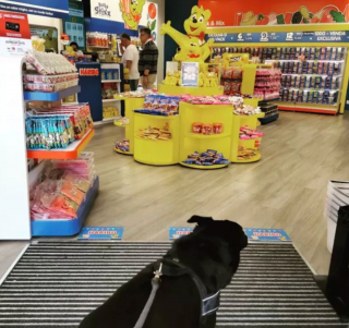 Illustration de l'article : 17 chiens faisant les courses avec leurs humains, ou quand le bonheur est dans le caddie