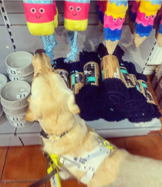 Illustration de l'article : 17 chiens faisant les courses avec leurs humains, ou quand le bonheur est dans le caddie