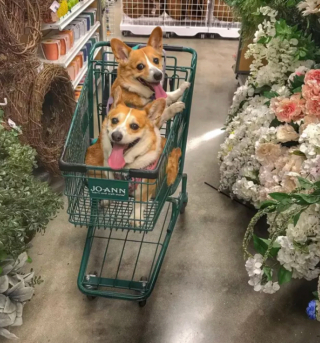 Illustration de l'article : 17 chiens faisant les courses avec leurs humains, ou quand le bonheur est dans le caddie
