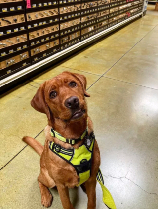 Illustration de l'article : 17 chiens faisant les courses avec leurs humains, ou quand le bonheur est dans le caddie