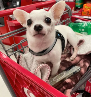 Illustration de l'article : 17 chiens faisant les courses avec leurs humains, ou quand le bonheur est dans le caddie