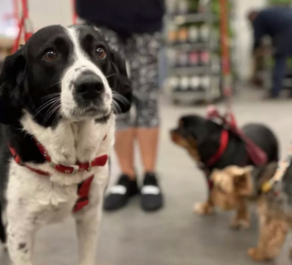 Illustration de l'article : 17 chiens faisant les courses avec leurs humains, ou quand le bonheur est dans le caddie