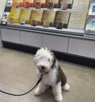 Illustration de l'article : 17 chiens faisant les courses avec leurs humains, ou quand le bonheur est dans le caddie