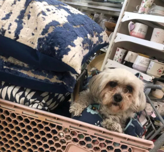 Illustration de l'article : 17 chiens faisant les courses avec leurs humains, ou quand le bonheur est dans le caddie