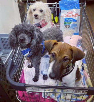 Illustration de l'article : 17 chiens faisant les courses avec leurs humains, ou quand le bonheur est dans le caddie