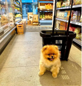 Illustration de l'article : 17 chiens faisant les courses avec leurs humains, ou quand le bonheur est dans le caddie