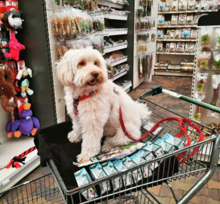 Illustration de l'article : 17 chiens faisant les courses avec leurs humains, ou quand le bonheur est dans le caddie