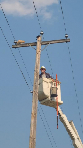 Illustration de l'article : Un chat bloqué au sommet d’un poteau électrique mobilise pompiers et compagnie d’électricité