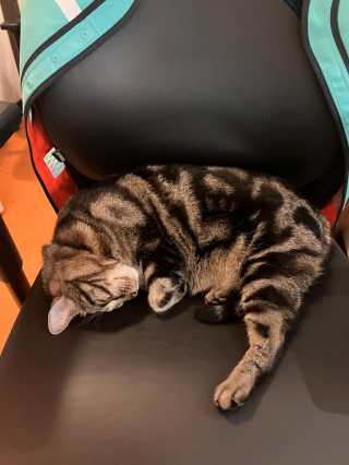 Illustration de l'article : Une chatte très sociable se rend quotidiennement dans une station de RER et embellit la journée de tous