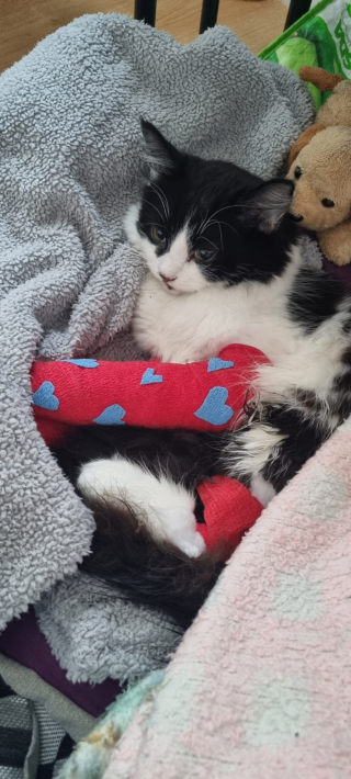 Illustration de l'article : Étonnée de ne pas voir sa chatte au réveil, une femme découvre que le félin a chuté de 15 mètres