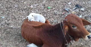 Illustration de l'article : Un chien errant trouve le réconfort sur le dos d'une vache et entame une sieste