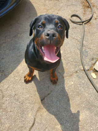 Illustration de l'article : Cette chienne détecte les soucis de santé de son jeune maître et parvient à lui sauver la vie