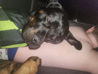 Illustration de l'article : Cette chienne détecte les soucis de santé de son jeune maître et parvient à lui sauver la vie