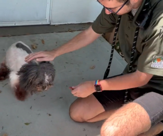 Illustration de l'article : L’incompréhension face à une chienne renvoyée au refuge 10 ans après sa première adoption (vidéo)