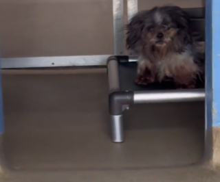 Illustration de l'article : L’incompréhension face à une chienne renvoyée au refuge 10 ans après sa première adoption (vidéo)