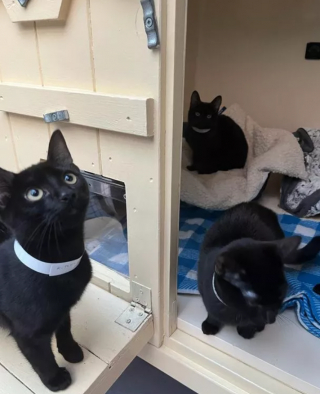 Illustration de l'article : Un refuge accueille 9 chats retrouvés dans des caisses au milieu d’un champ 