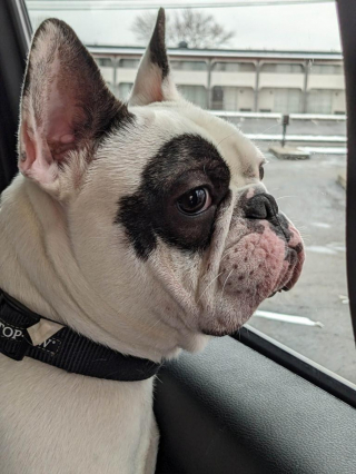 Illustration de l'article : Quand un refuge pour chiens fait preuve d'humour pour trouver une maison à Ralphie, leur "petite terreur"