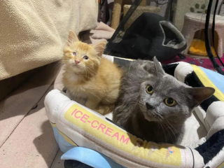 Illustration de l'article : Quand un chaton malvoyant trouve réconfort et joie dans les bras d'une chatte bienveillante