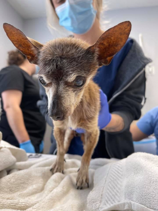 Illustration de l'article : Ce chien a été abandonné au moment où il avait le plus besoin de sa famille à ses côtés 